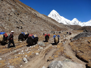 Yak en direction de Gorak Shep et le Pumori en fond