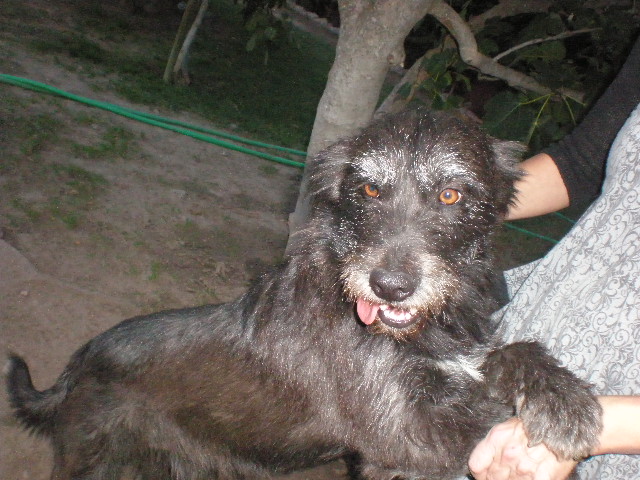 EN LA CALLE!!! Cani y Toby, abandonados en un canal de cachorros, llevan toda la vida abandonados (Talavera) (PE) PA081763