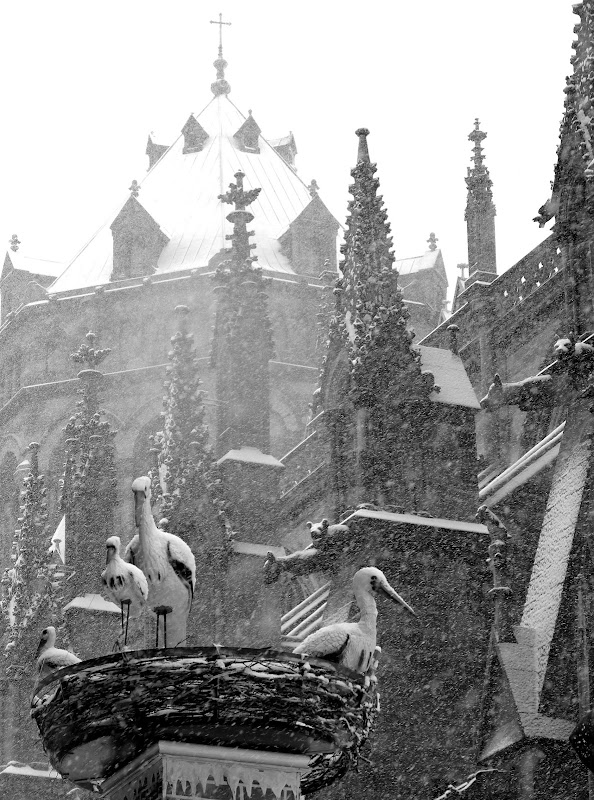 Strasbourg sous la neige P1020746