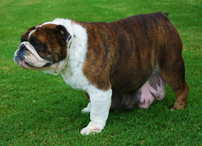 cherokee bulldogs puppies