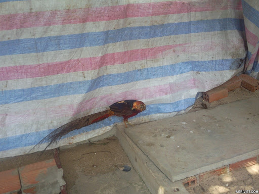 Agriviet.Com-nh2199.jpg Agriviet.Com-nh2199.jpg