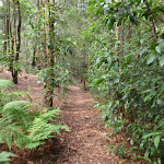 Shady forest on the Gibbergong track (117352)