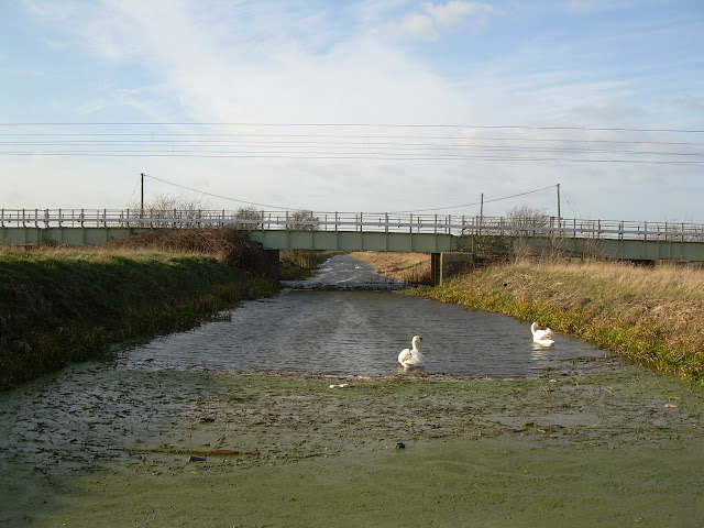 Swans in a drain near Littleport