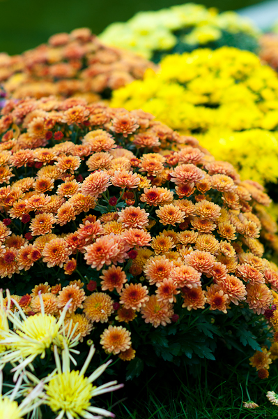 Ели-гуляли...