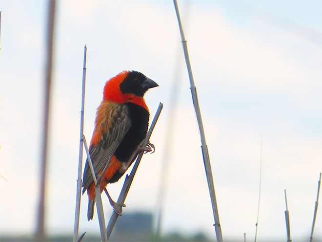 Grenadierwever (Euplectes orix), Sterkfontein Dam - Zuid Afrika