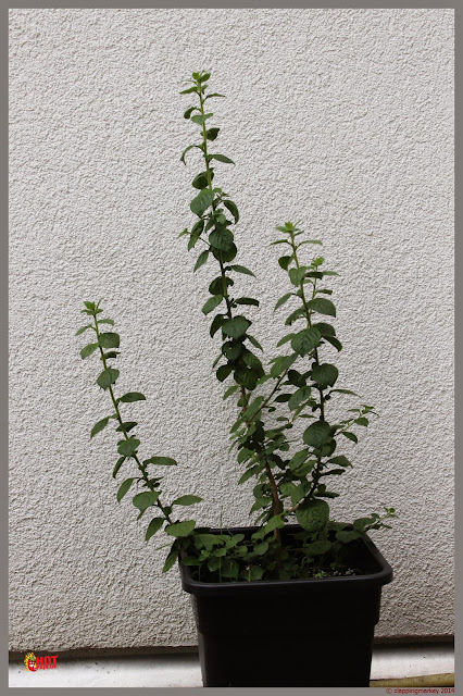 20140713_%252812%2529.jpg