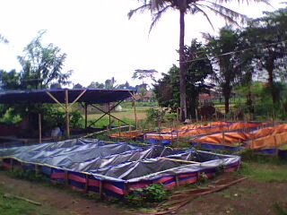  Kolam  terpal  Budidaya Buat Semua