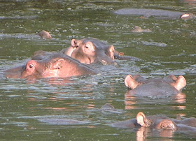 Wildlife Photos of Hippopotamus