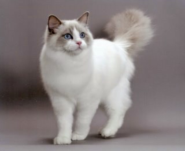 Life with Ragdolls: Ragdoll Cat Colors/Patterns Explained