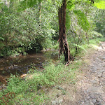 Creek beside Great North walk (64193)