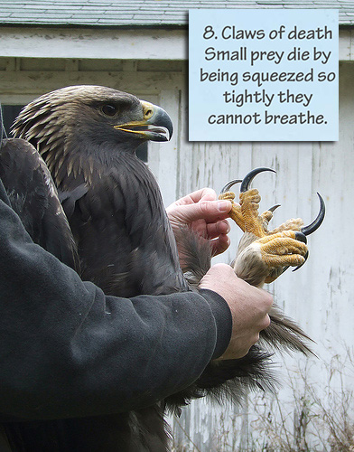 Eagles choke their prey to death with their super strong talons