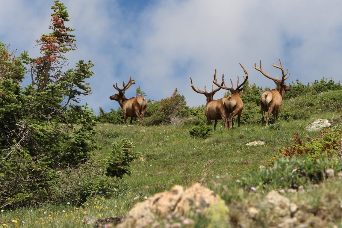 Rocky Mountains National Park, Elk