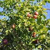 Mixed Fruit Trees For Sale - Fruit Orchard Farm Lot in Victoria, Laguna. 📌 Land for ... : Trees of antiquity is a small family farm shipping heritage fruit trees to homes and farms for over forty years.