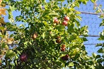 Mixed Fruit Trees For Sale - Fruit Orchard Farm Lot in Victoria, Laguna. 📌 Land for ... : Trees of antiquity is a small family farm shipping heritage fruit trees to homes and farms for over forty years.