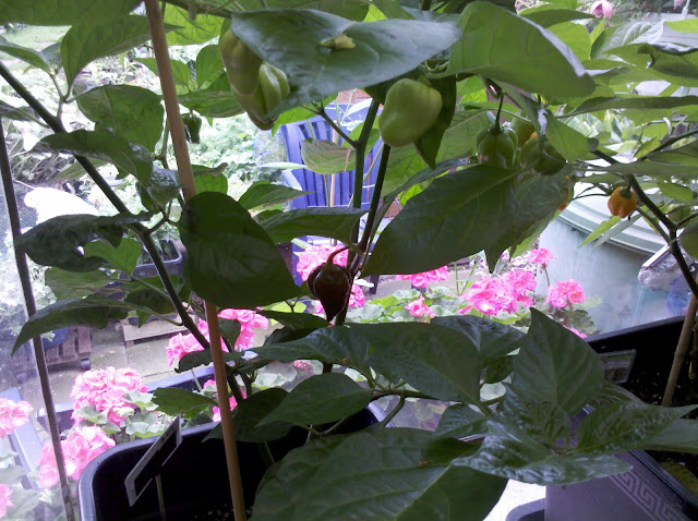 2012-08-04_12-04-56_871.jpg