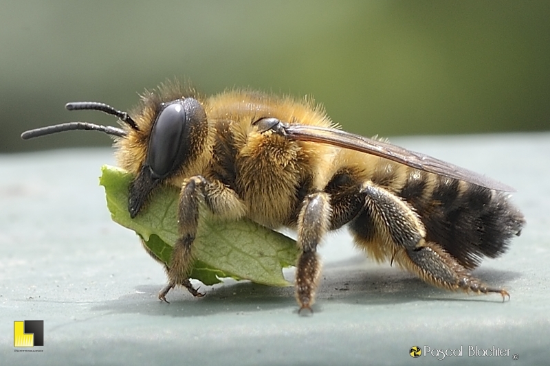 abeille megachile photo pascal blachier