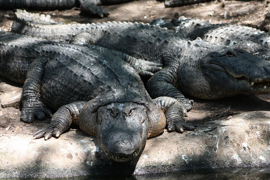 Florida Gator