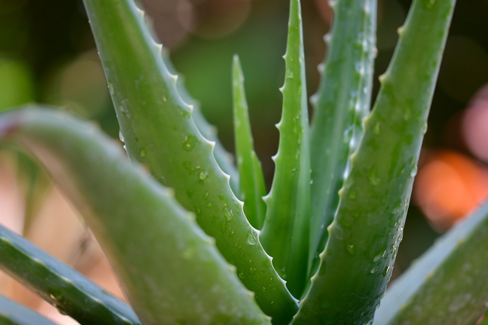 Aloe Vera Skin Protection