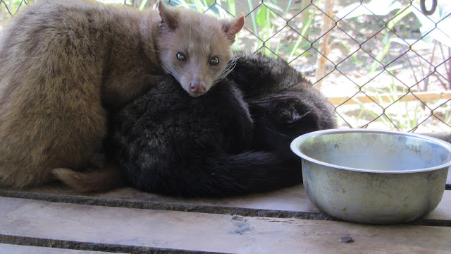 Drinking Civet  Cat  Poop Coffee  Kopi Luwak Bali 