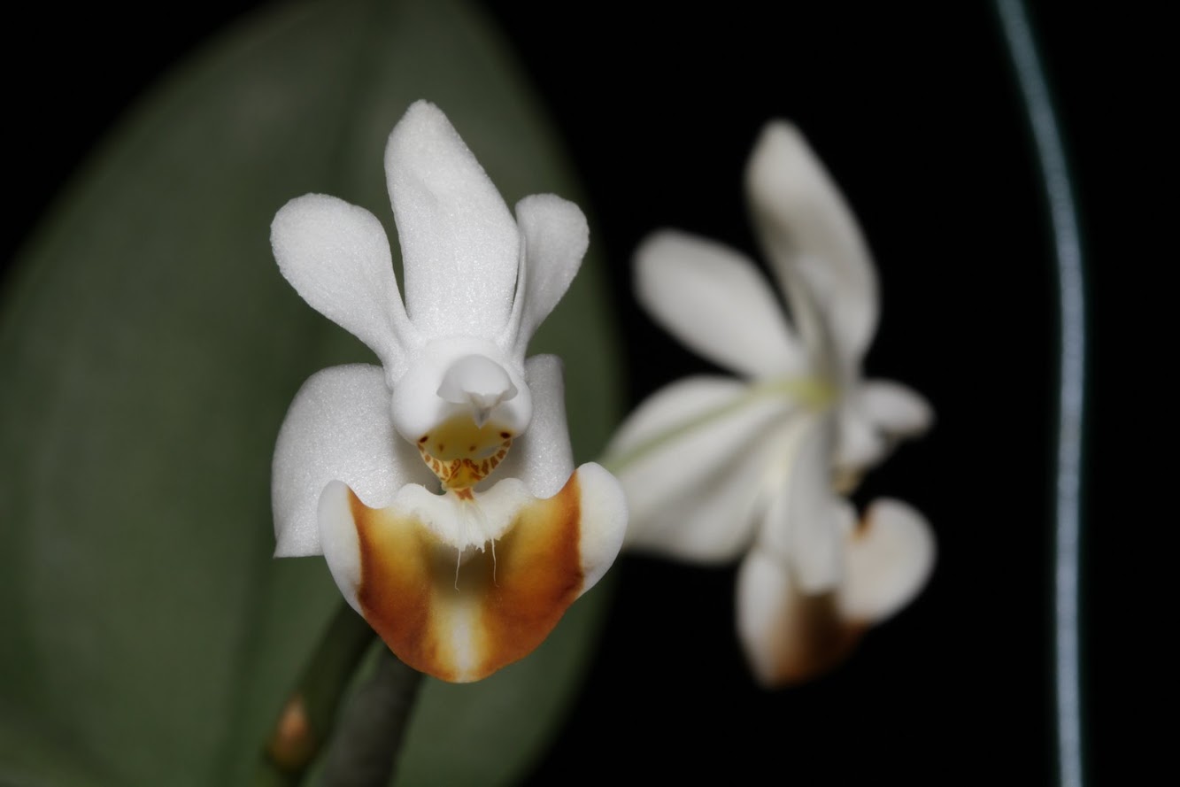 Phalaenopsis lobbii IMG_2463