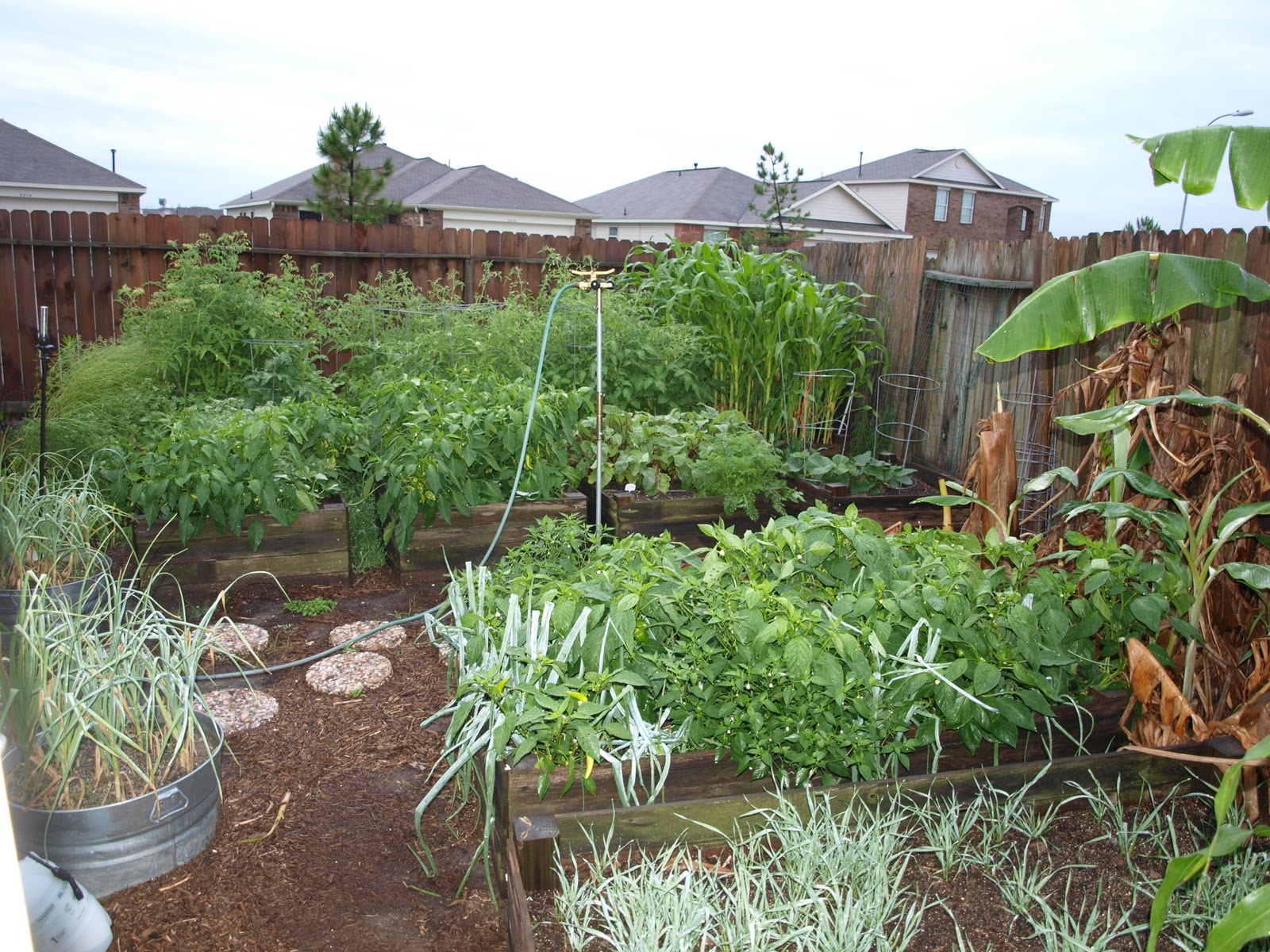 Garden for your life: In ground or raised bed?