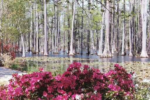 Cypress Gardens