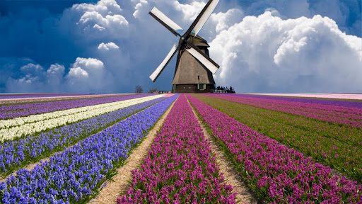 Field of Hyacinths Beneath a Windmill, North Holland Province, Netherlands.jpg
