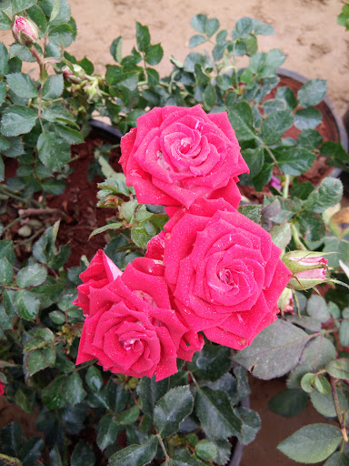 Nisha Nursery, Sushant Lok 2, Golf Course Extension Road, Block F, Sector 57, Gurugram, Haryana 122011, India, Plant_Nursery, state HR