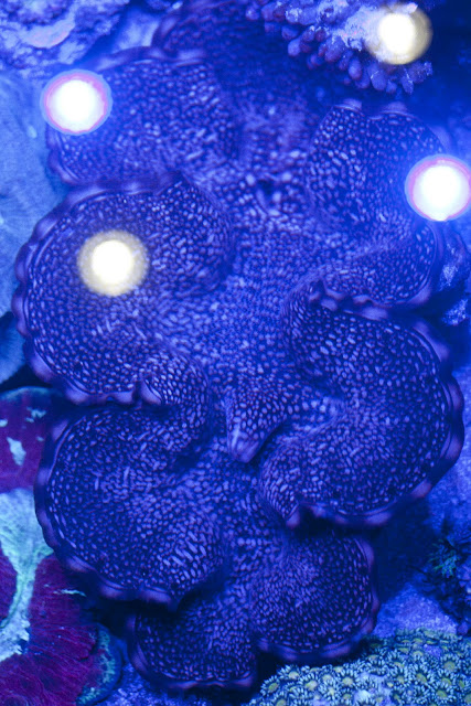 CRW 3985 - zoas and palys-  lps - sps - nightmares and people eaters!