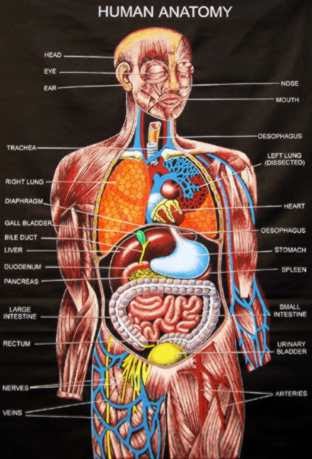 Anatomi Tubuh Manusia ~ DETIK BIOLOGI