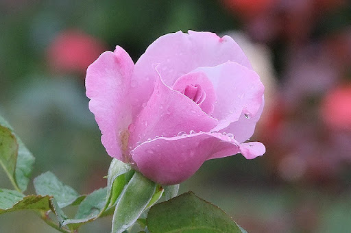 Beautiful Roses04