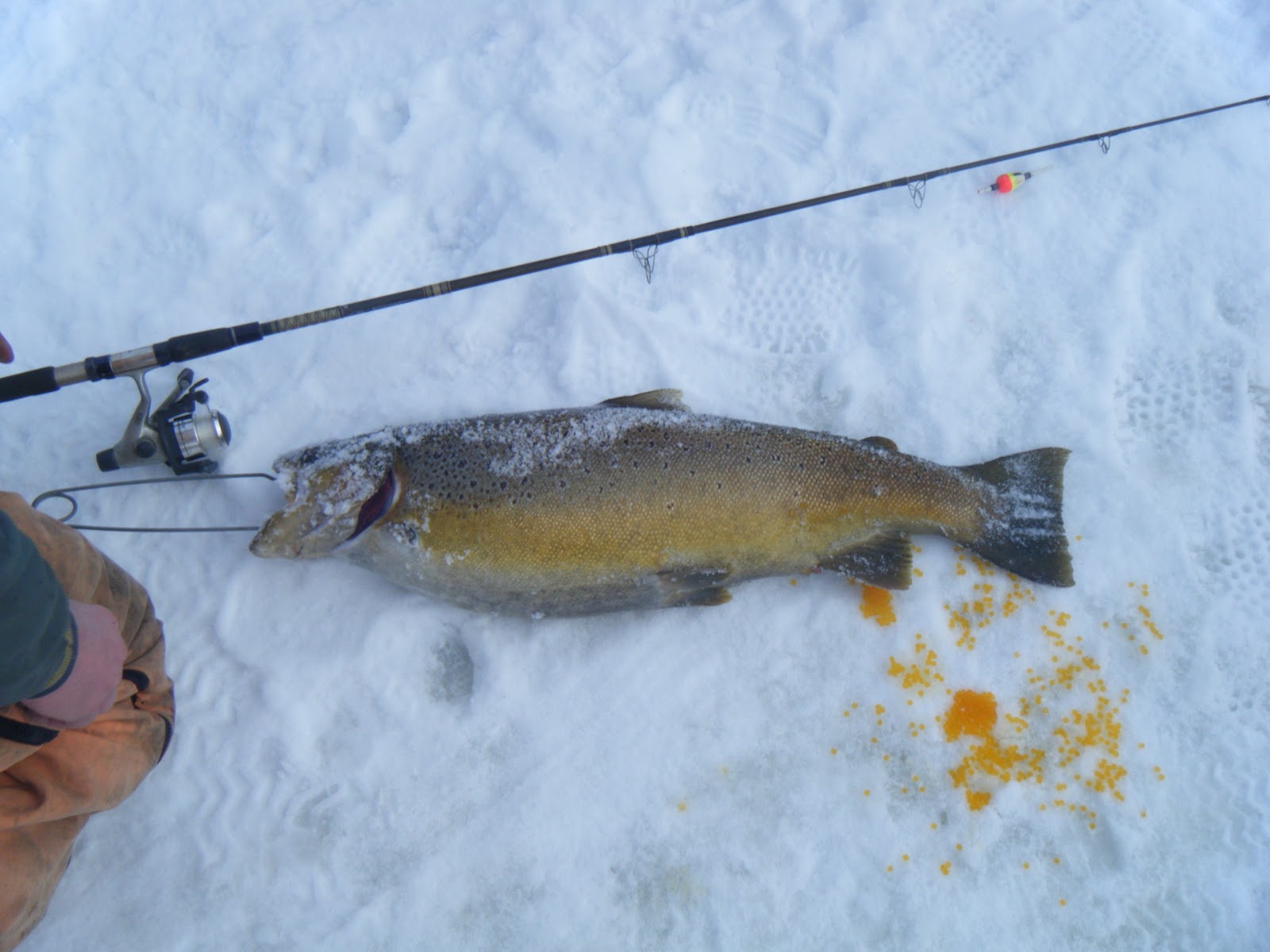 Wisconsin Fishing Reports: Trout Fishing