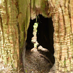 Hollow tree on the Great North Walk (360059)