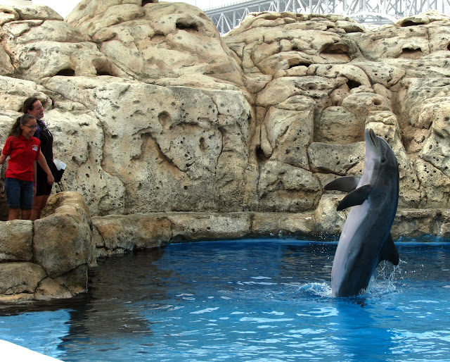 dolphin show