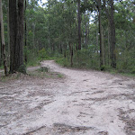 Road into Little Mountain campground