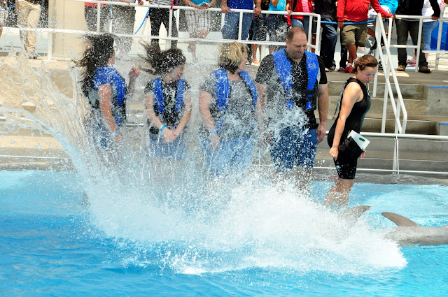 dolphin splash