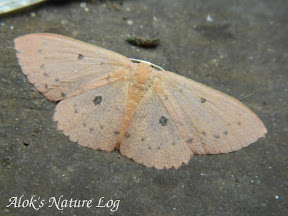 Geometridae, Sterrhinae, Cosymbiini, Perixera sp. or Cyclophora sp