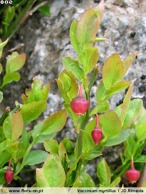 Vaccinium myrtillus - Flor (geral) | João D. Almeida; CC BY-NC 4.0