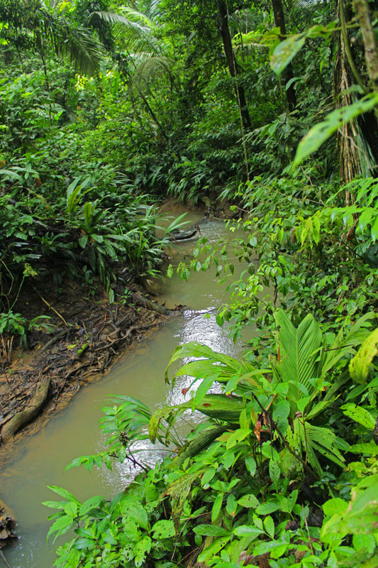 Amazonia (Peru) July 2013 – (2) amphibians & reptiles! - Field Herp Forum