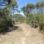 Track up to Pennant Hills Park (79474)