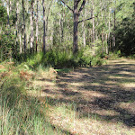 Open area at Mackaway Bay Camping Area