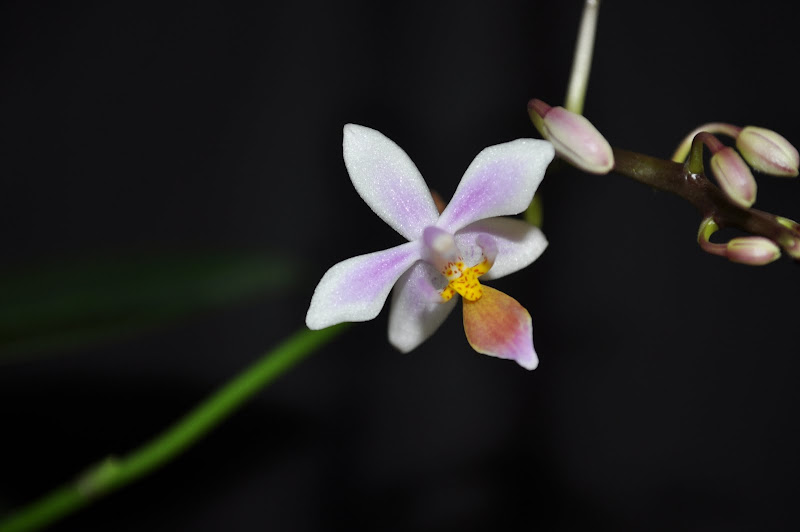 Phalaenopsis equestris  DSC_0008