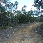 Smiths Creek Trail near Terrey Hills (306419)