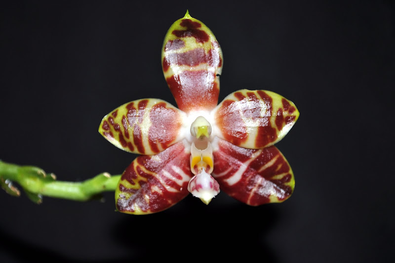 Phalaenopsis amboinensis DSC_0020