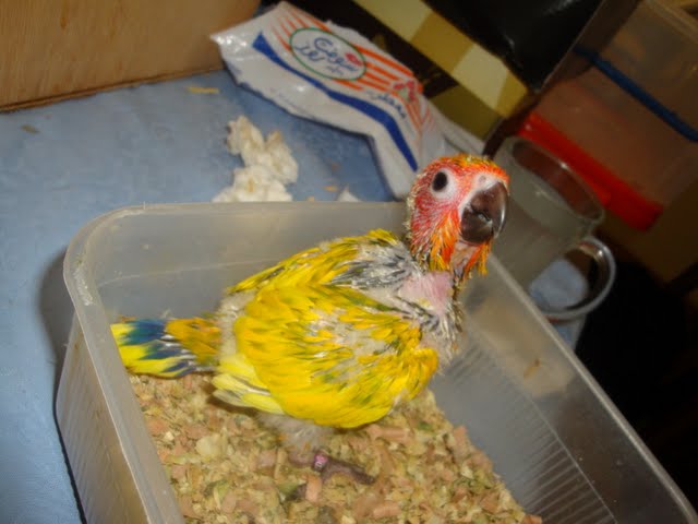 كل شئ عن ببغاء الصن كونيور Sun Conure  DSC07770_resize