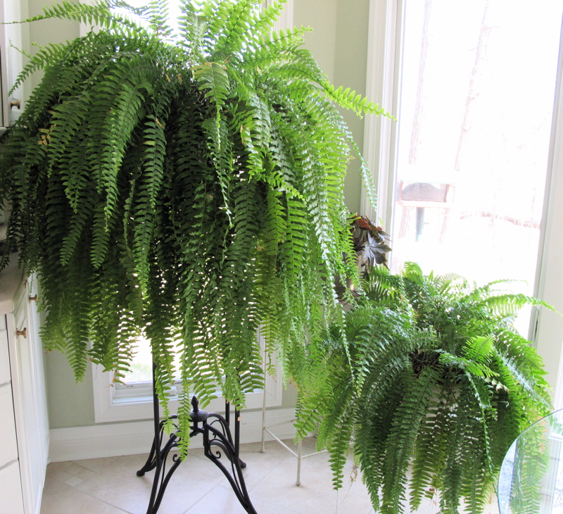indoor plants that like direct sunlight favorite houseplants continued shalom in the wilderness indoor plants that like direct sunlight favorite houseplants continued shalom in the wilderness