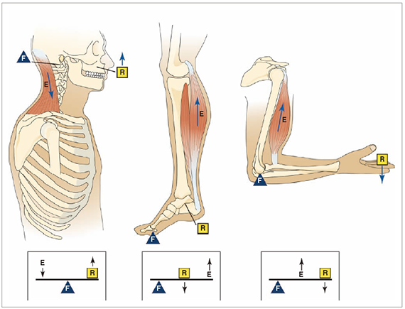 Levers_of_musculoskeletal_System.png#s-570,435