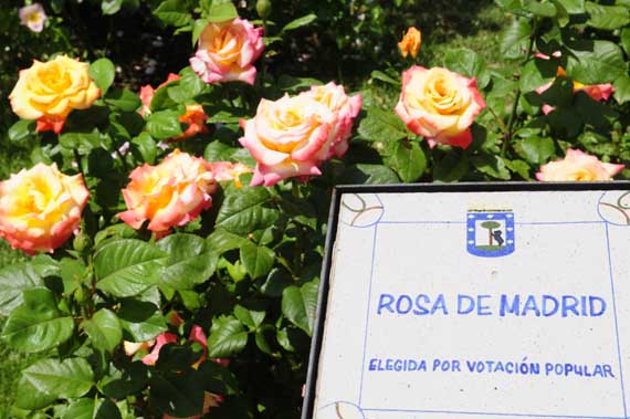 Concurso Popular ‘Rosa de Madrid’ en la Rosaleda del Parque del Oeste