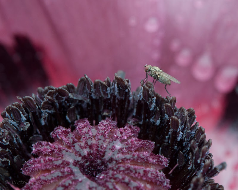 insect on poppy flower