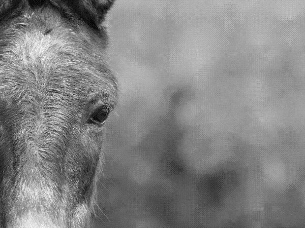 "One Eyed Jack" Photography by Kim Carr. Size: 24 x 36 $395 "Jack is a senior rescue mule who lives South of Hermann, MO. He is reserved and shy but followed me about the pasture as if he wanted to make sure I would get his photo too. A handsome, medium sized mule Jack seemed very happy with his home in which he lives with two other mules, Ruby and Minnie."